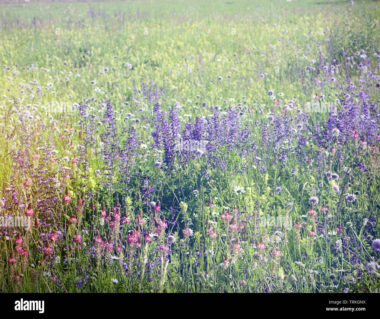 Bezaubernden Feld voll von schönen spontanen und bunten Blumen. Natur Frühling Hintergrund, Weichzeichner und Unschärfe Stockfoto