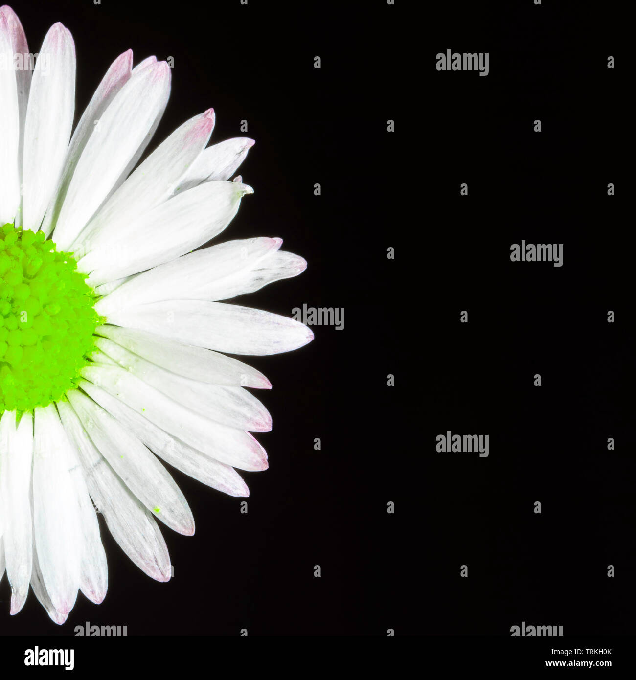 Halbiert daisy flower auf dem schwarzen Hintergrund isoliert. Weiß und Grün. Stockfoto