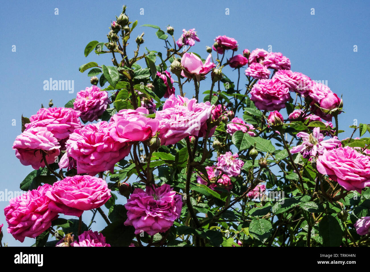 Kohl Rose Rosa Stockfoto