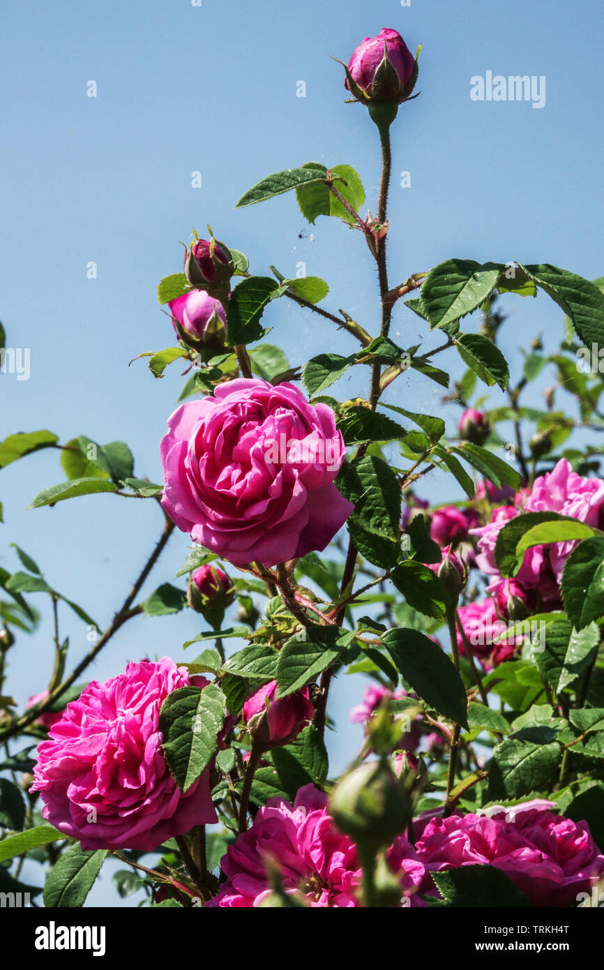 Rosa Centifolia Kohl Rose Stockfoto