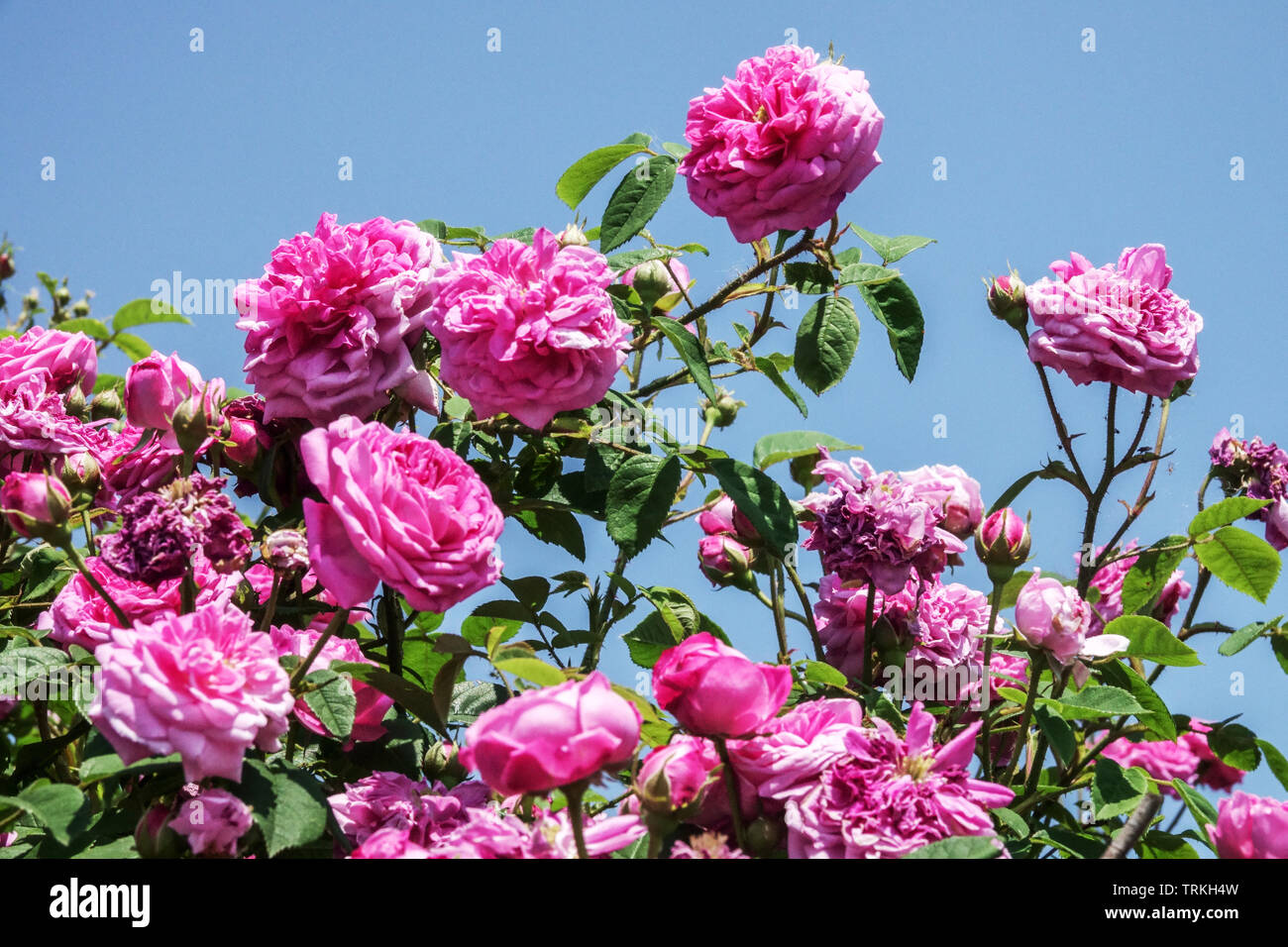 Rosa Centifolia Kohl Rose Stockfoto