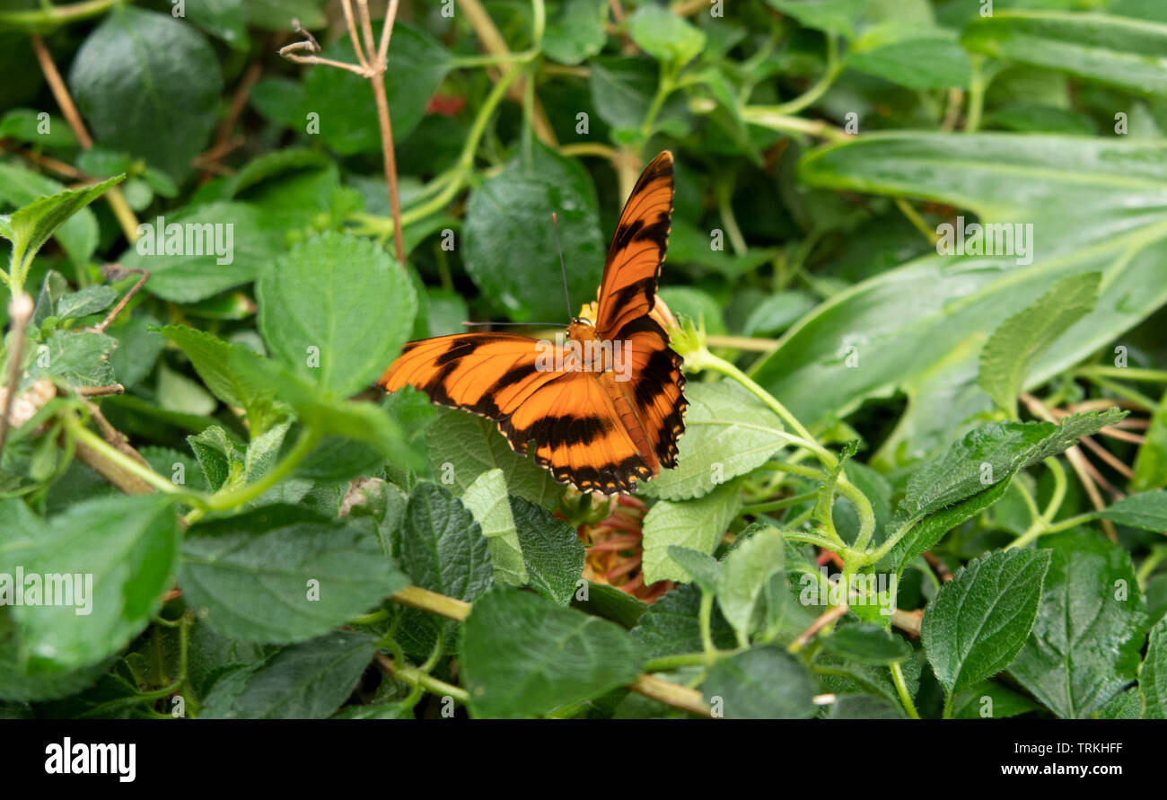 Zerbrechliche Schönheit Stockfoto