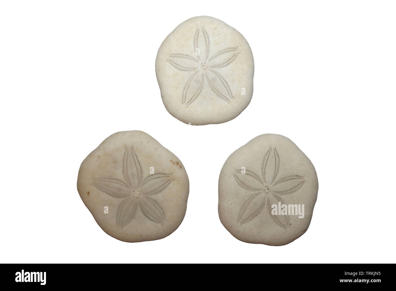 Meer Cookie Sand Dollar isoliert auf weißem Stockfoto