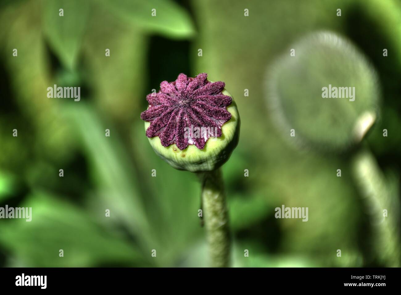 Klatschmohn Papaver Rhoeas Mohnblume Klatschrose Mohn Kapsel Kinder Sommer Bluhen Blume Aufbluhen Verbluhen Blutenblatt Rot Sommer Jahre Stockfotografie Alamy