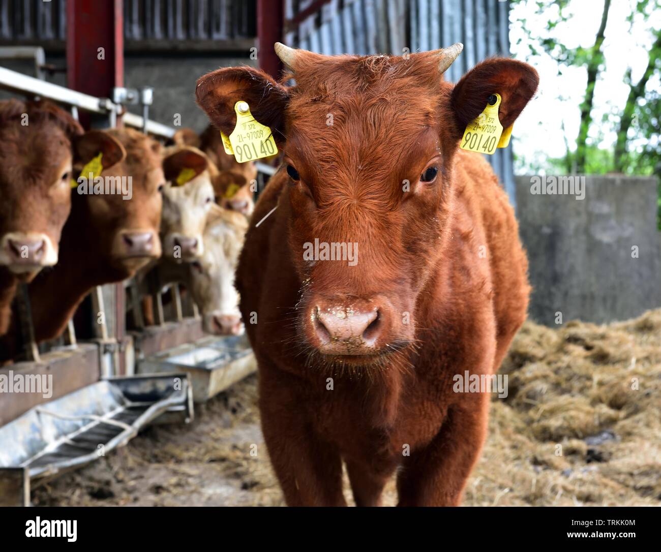 Ardara, Irland - 18. Mai 2019: 90140 kommen, um zu sehen, was geschieht Stockfoto