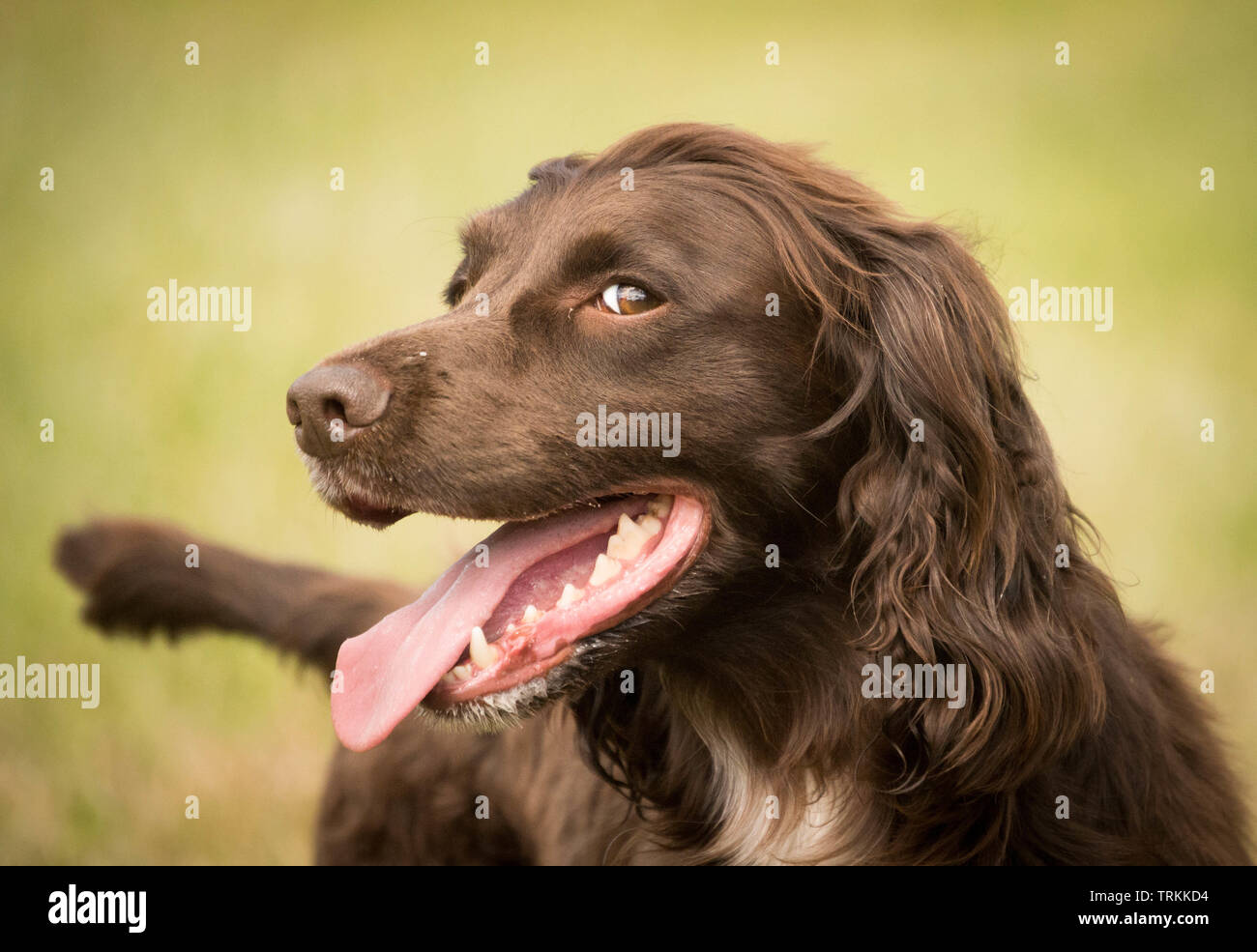 Leber- oder Schokolade arbeiten English Cocker Spaniel Suchen auf seinem Besitzer mit einem frechen Look Stockfoto