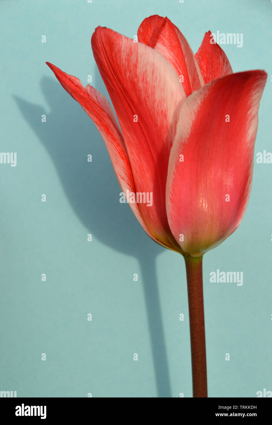 Eine einzige Red & White Tulip' Zar Peter' auf Grün/blauen Hintergrund mit Schatten. Stockfoto