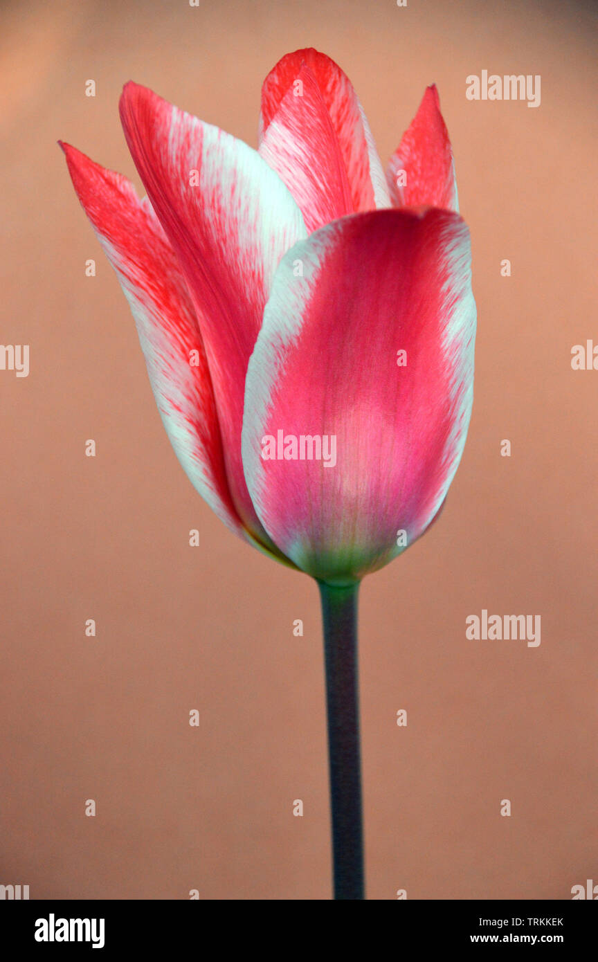 Eine einzige Red & White Tulip' Zar Peter" auf Orange/braunen Hintergrund. Stockfoto