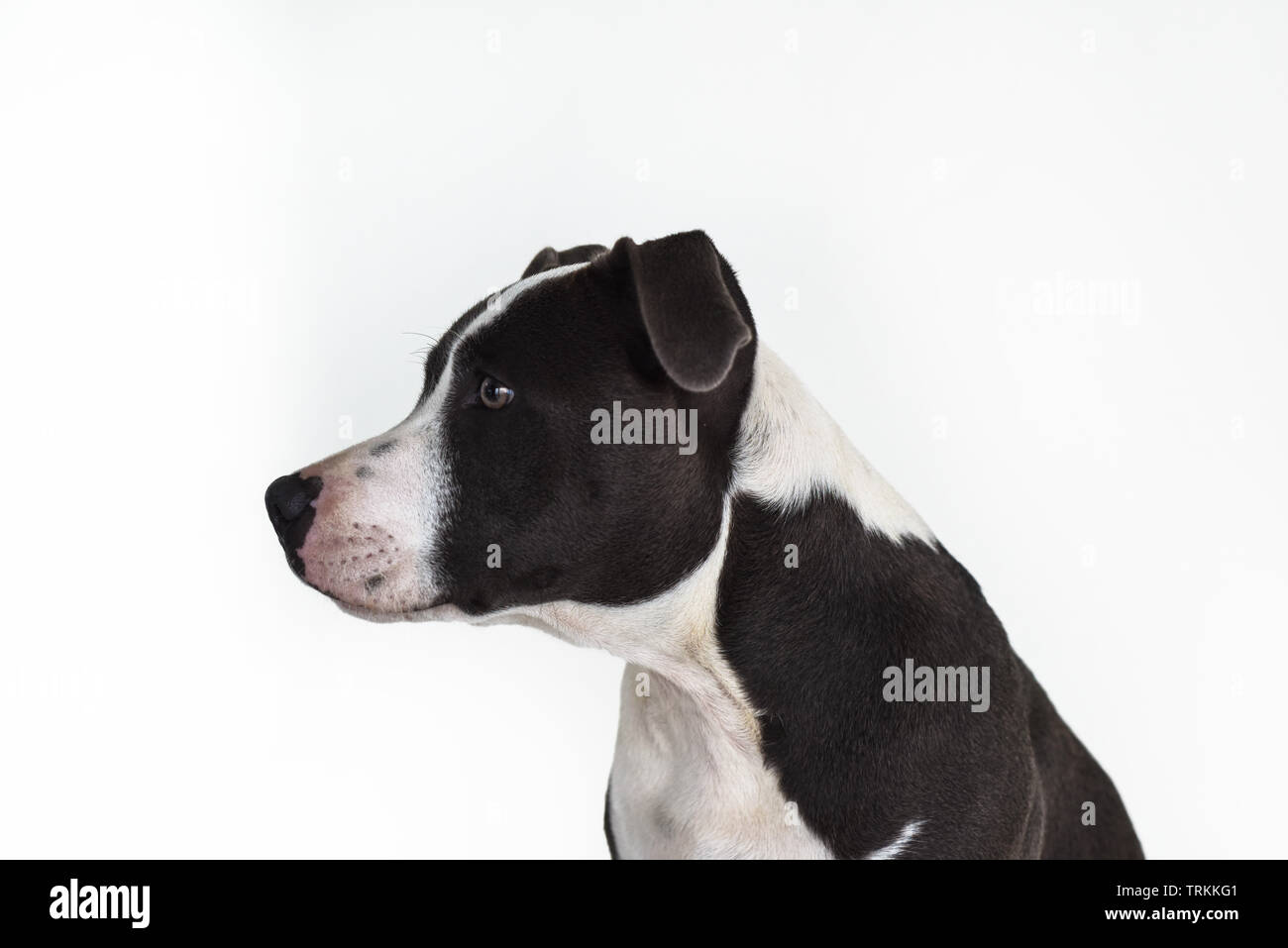 Eine graue und weiße Staffordshire Bull Terrier Welpen Porträt, auf einem leeren Hintergrund isoliert Stockfoto