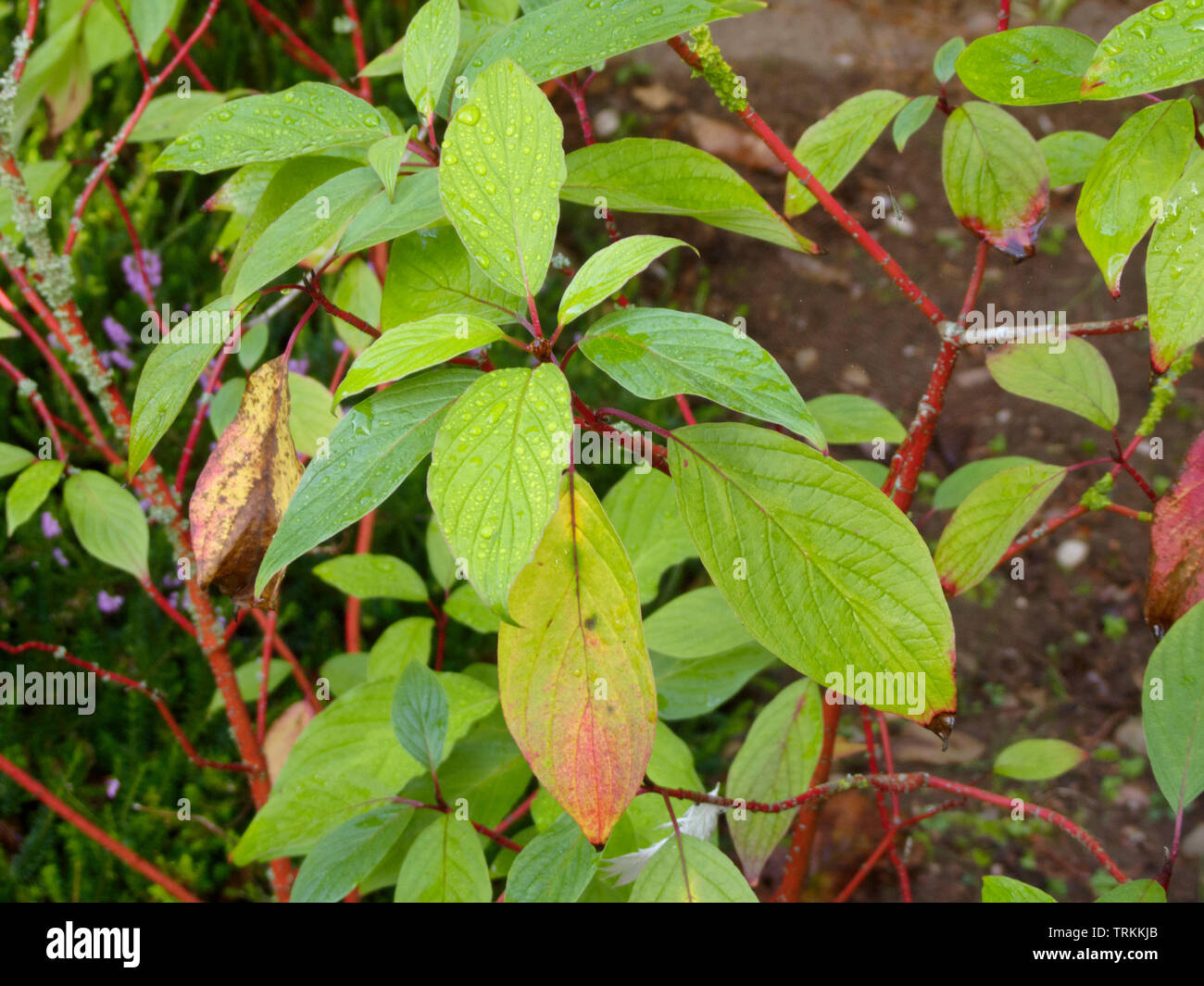 Cornus alba 'Baton Rouge' Strauch im Herbst, Großbritannien Stockfoto