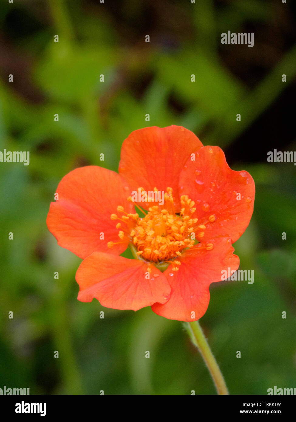 Geum coccineum 'Borisii' in Blüte im Sommer, Großbritannien Stockfoto
