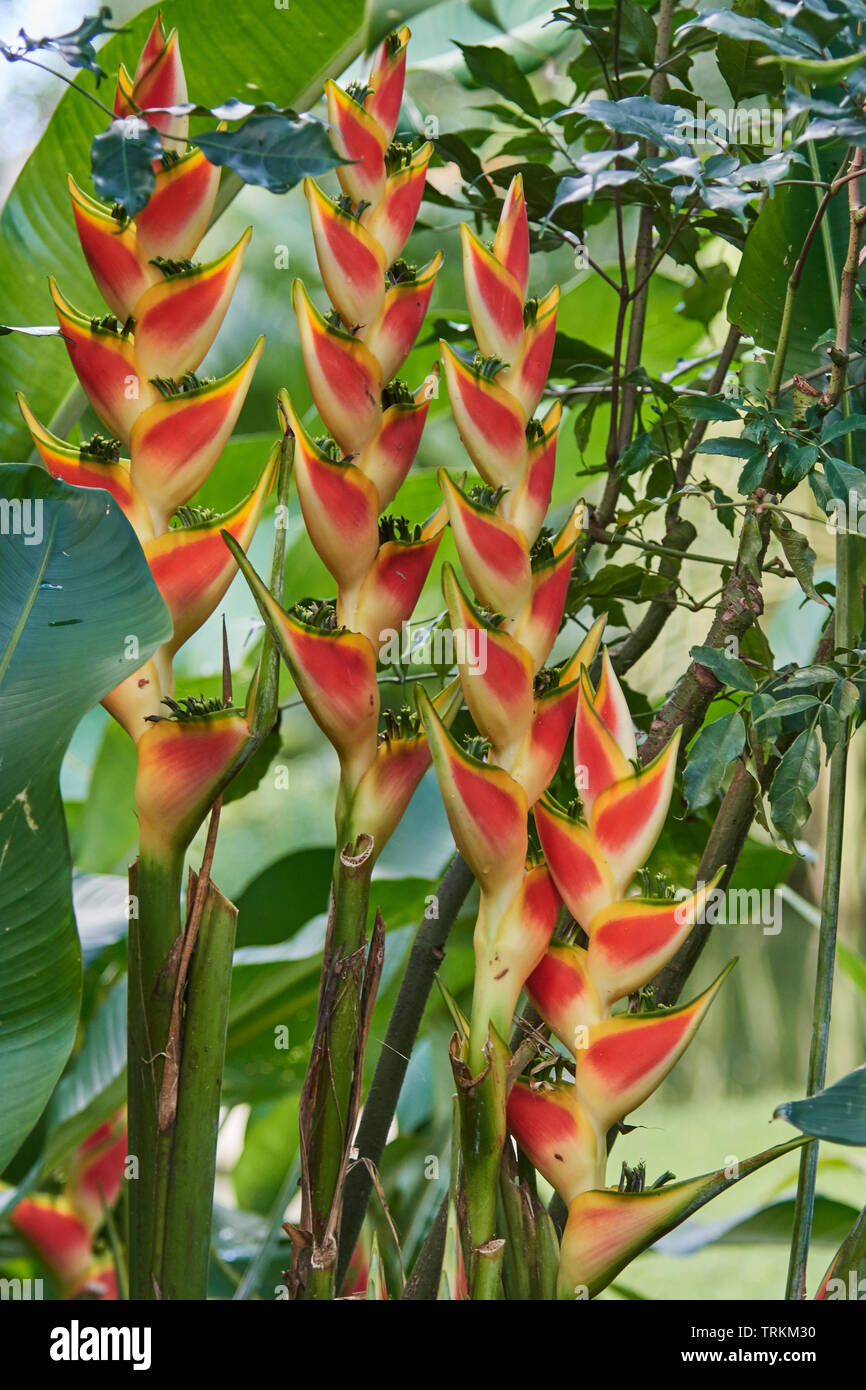 drumstick vegetable plant Moringa oleifera (Benzoil Tree, Ben Oil Tree, Drumstick Tree) 1/4 lb (~500 Seeds)