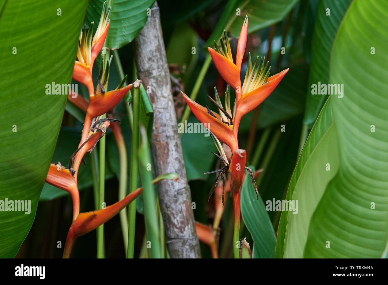 Helikonien, (Heliconia), Hummerscheren, Falsche Paradiesvogelblumen, Helikoniengewächse, Heliconiaceae, Heliconia Caribaea, Stockfoto