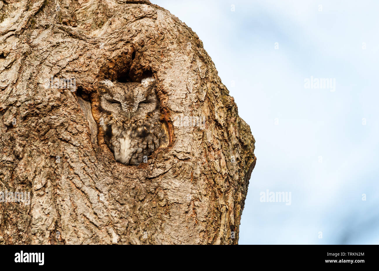 Ein verschlafenes Straußhenne sitzt im Nest Loch in einen Baum. Stockfoto