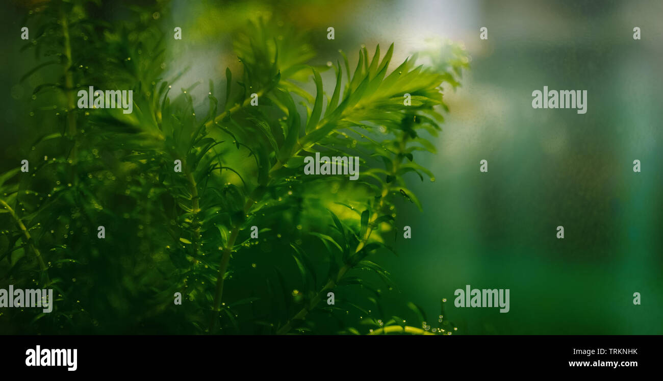 Aquatic plant elodea Fotos und Bildmaterial in hoher Auflösung Alamy