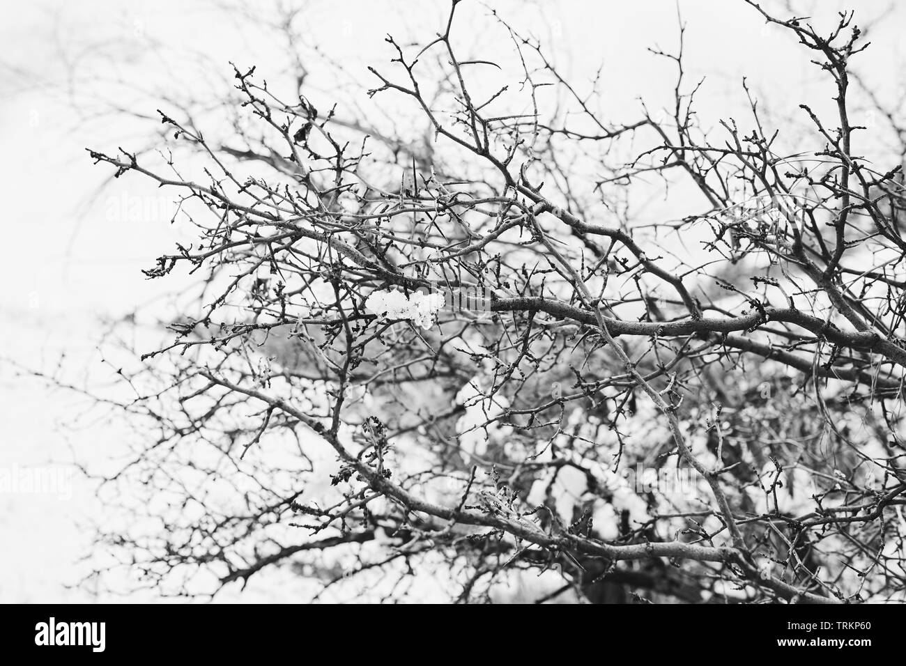 Ein Frühling Schnee Sturm deckt Filialen mit Frost und Schnee in Chautauqua Park, Boulder, Colorado Stockfoto