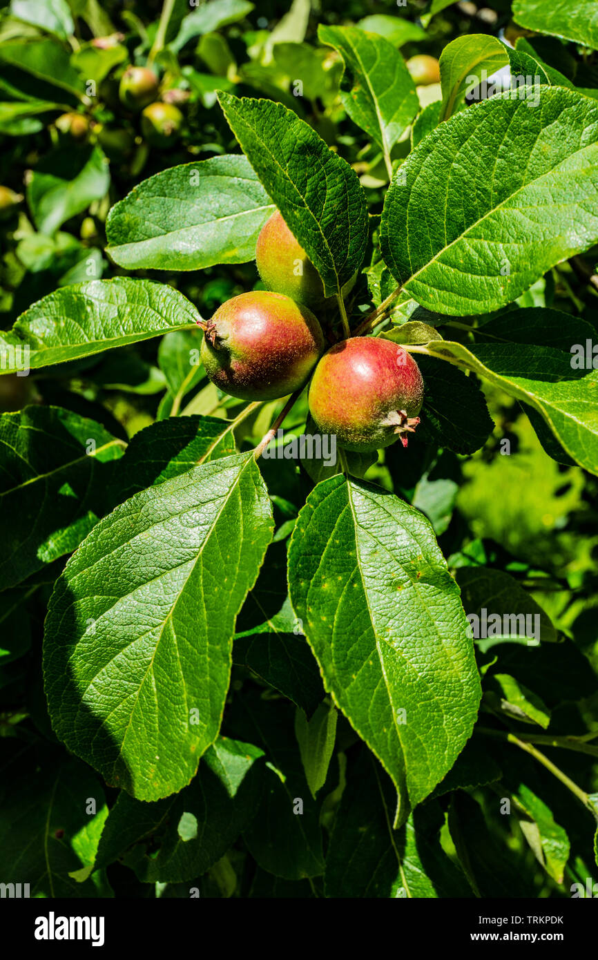 Wachsenden Äpfel Stockfoto