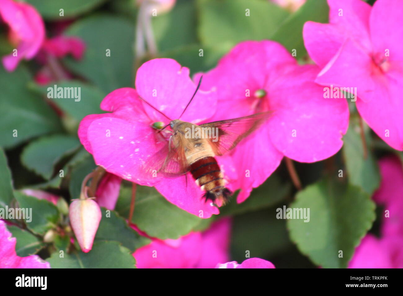 Kolibri-Motte bei der Fütterung von rosa Blumen Stockfoto