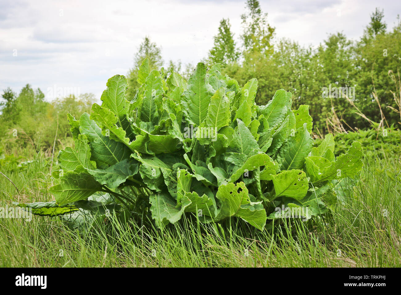 Horseradish growing wild Fotos und Bildmaterial in hoher Auflösung