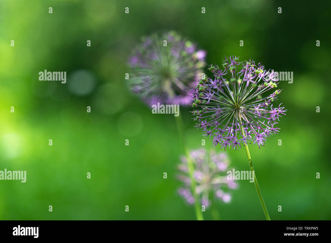 Lila allium nutans Zwiebel Blumen closeup Stockfoto