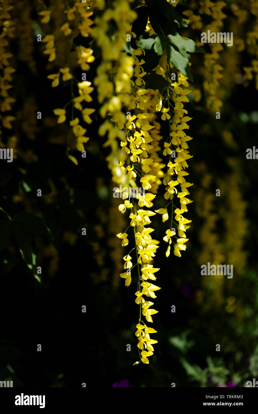 Golden Rain Tree (Laburnum alpinum) blühen Lange hängende schöne Stammzellen Stockfoto