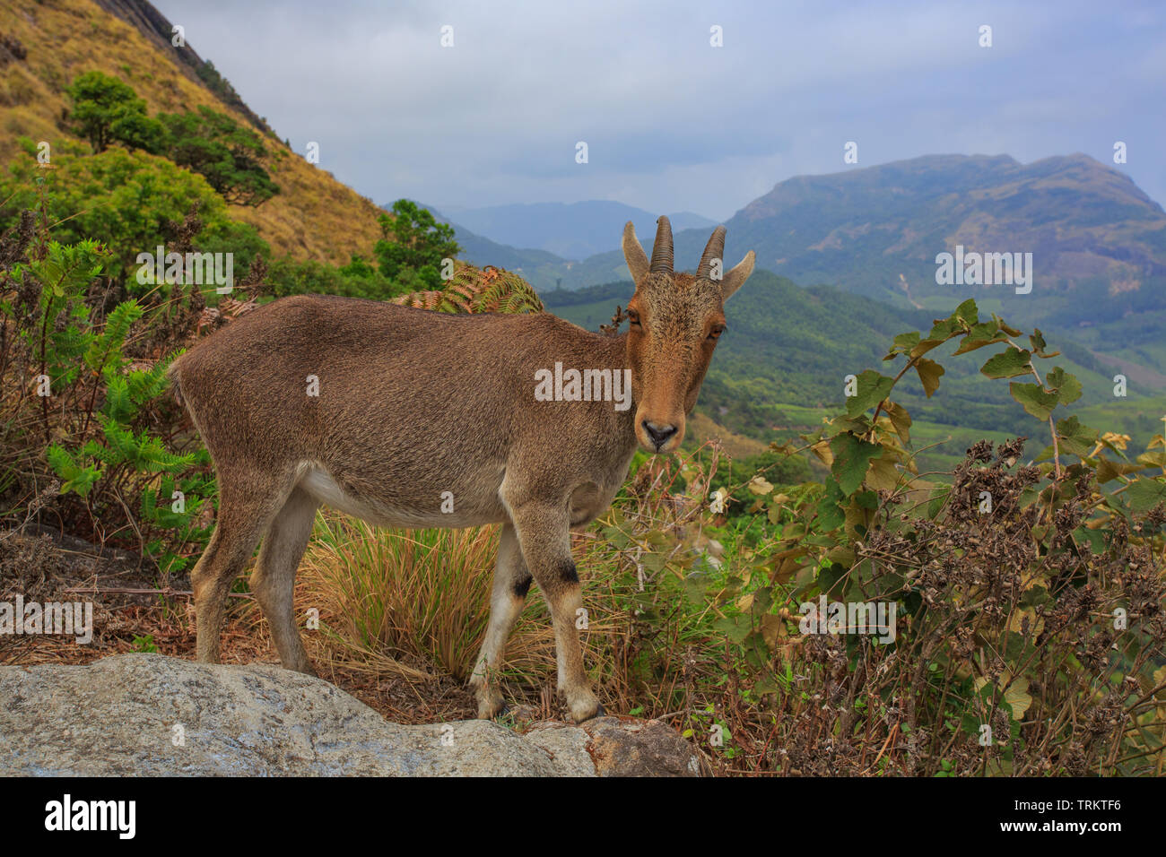 Nilgiri Tahr - fotografiert in Eravikulam Nationalpark (Kerala) Stockfoto