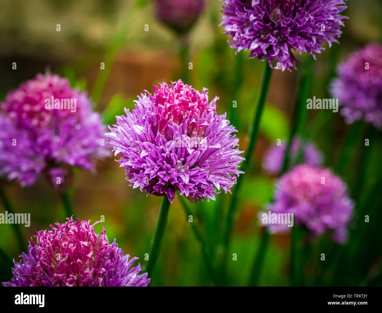 Lila Schnittblumen Allium schoenoprasum ein beliebtes Kraut, das produziert Dekorative Blumenköpfe Stockfoto