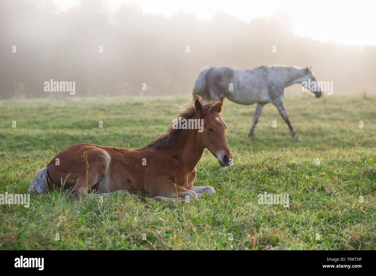 Graue Stute von orlow Traber Rasse mit ihr Fohlen im Feld Stockfoto