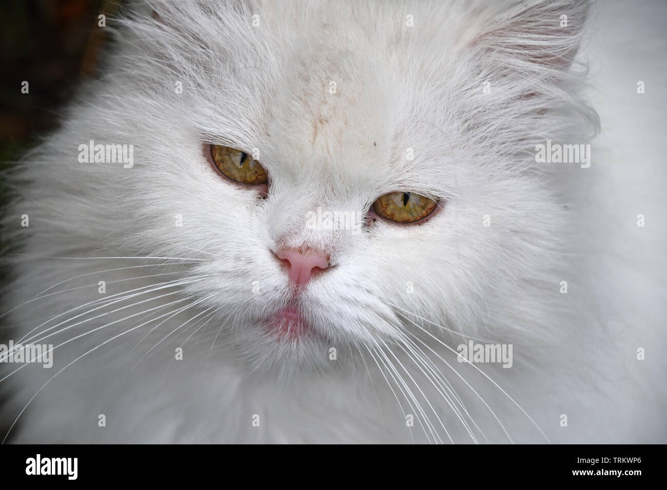 Schließen Sie herauf Frontseite Porträt einer niedlichen weißen Hauskatze mit gelben Augen, an der Kamera suchen, Low Angle View Stockfoto