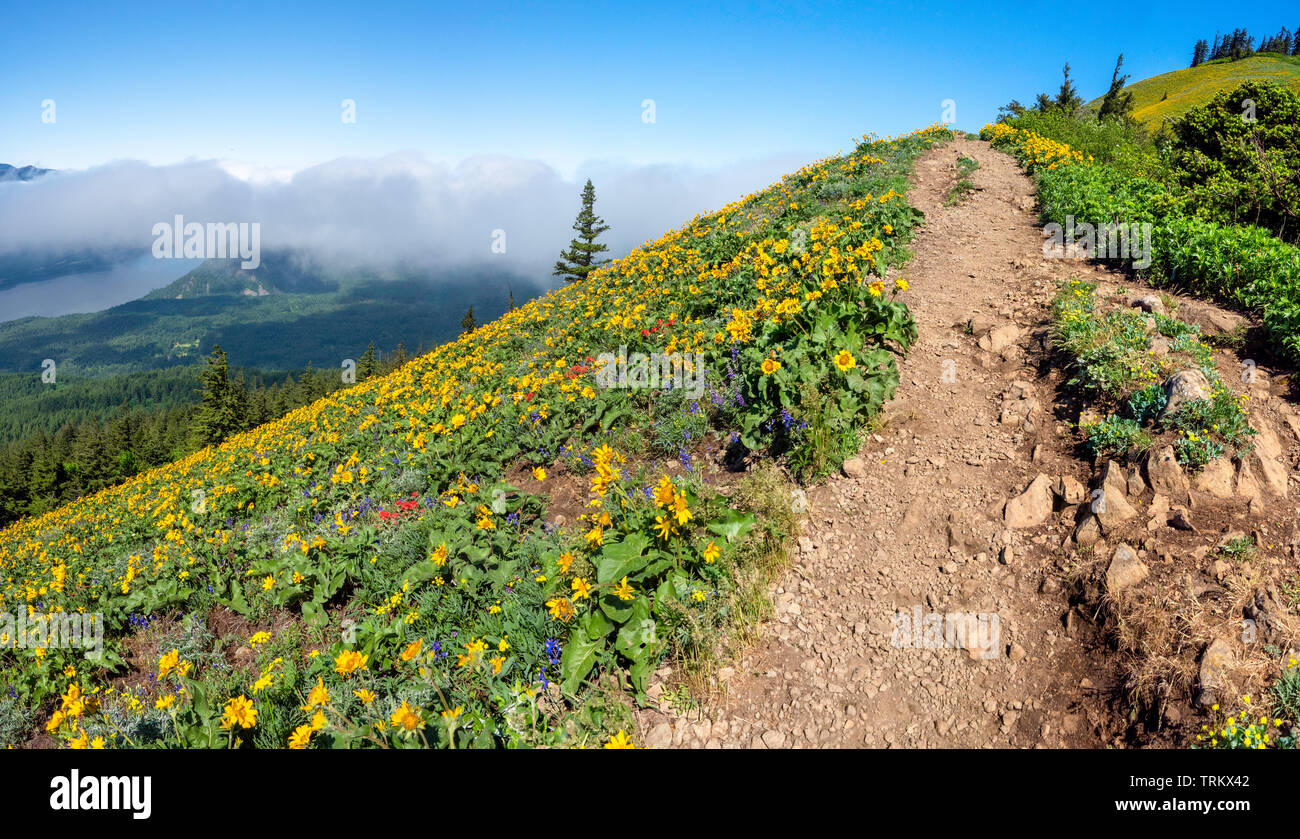 Hund Mountain Trail Stockfoto