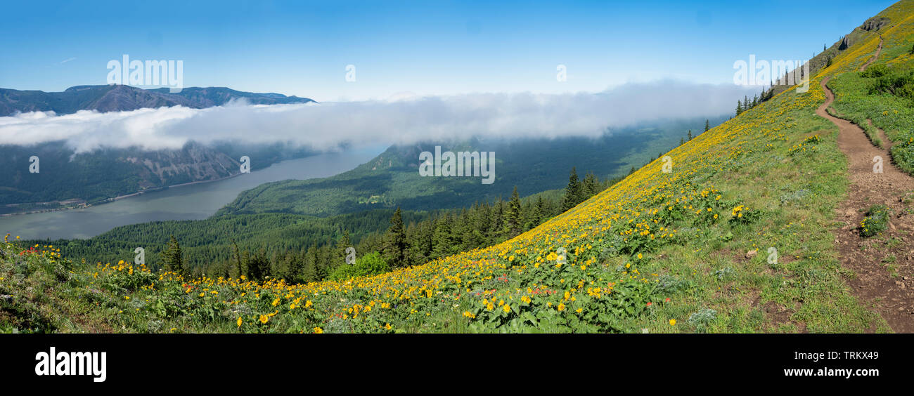 Hund Mountain Trail Stockfoto