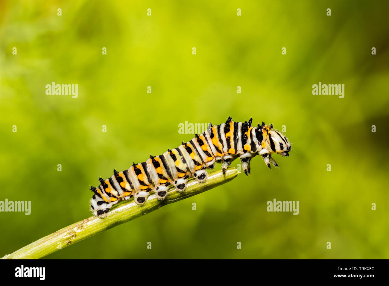 Schwalbenschwanz (Papilio polyxenes Caterpillar) Stockfoto