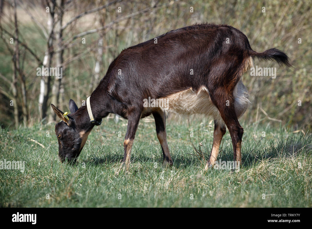 Schwarze Ziege weiden auf der Wiese und fressen Gras Stockfoto