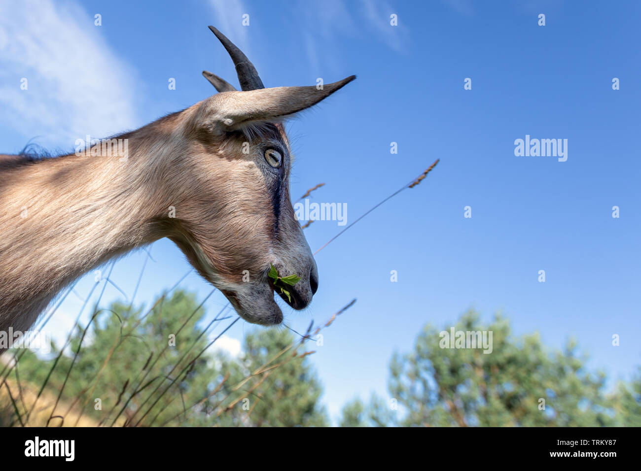 Porträt einer Ziege im Profil auf dem Hintergrund des blauen Himmels Stockfoto