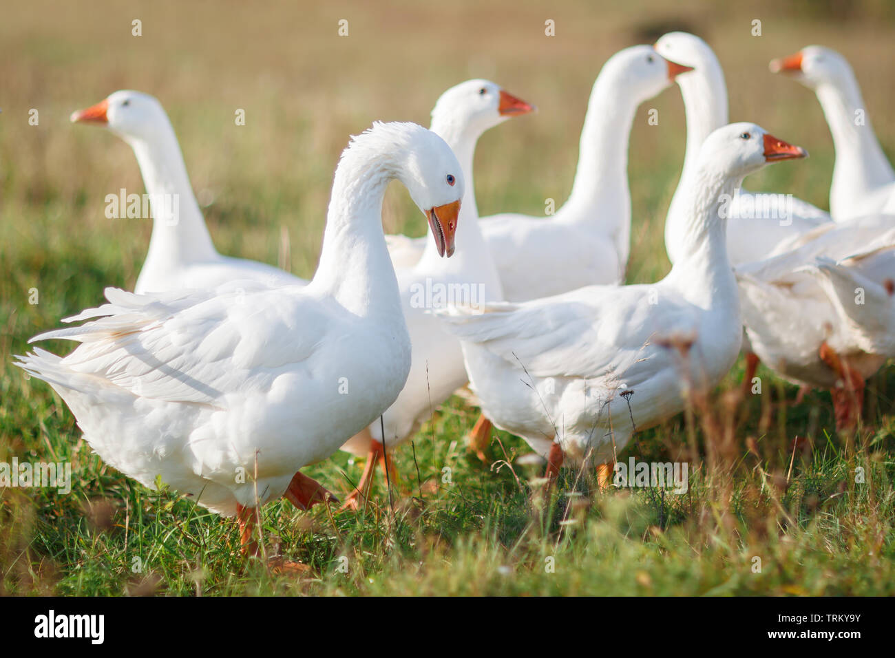 Viele schöne weiße Gänse weiden auf der Wiese am Mittag, und auf der Suche nach Essen Stockfoto