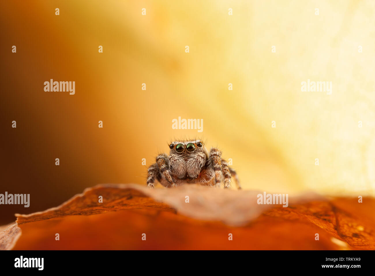 Jumping Spider auf den Herbst Blatt Stockfoto