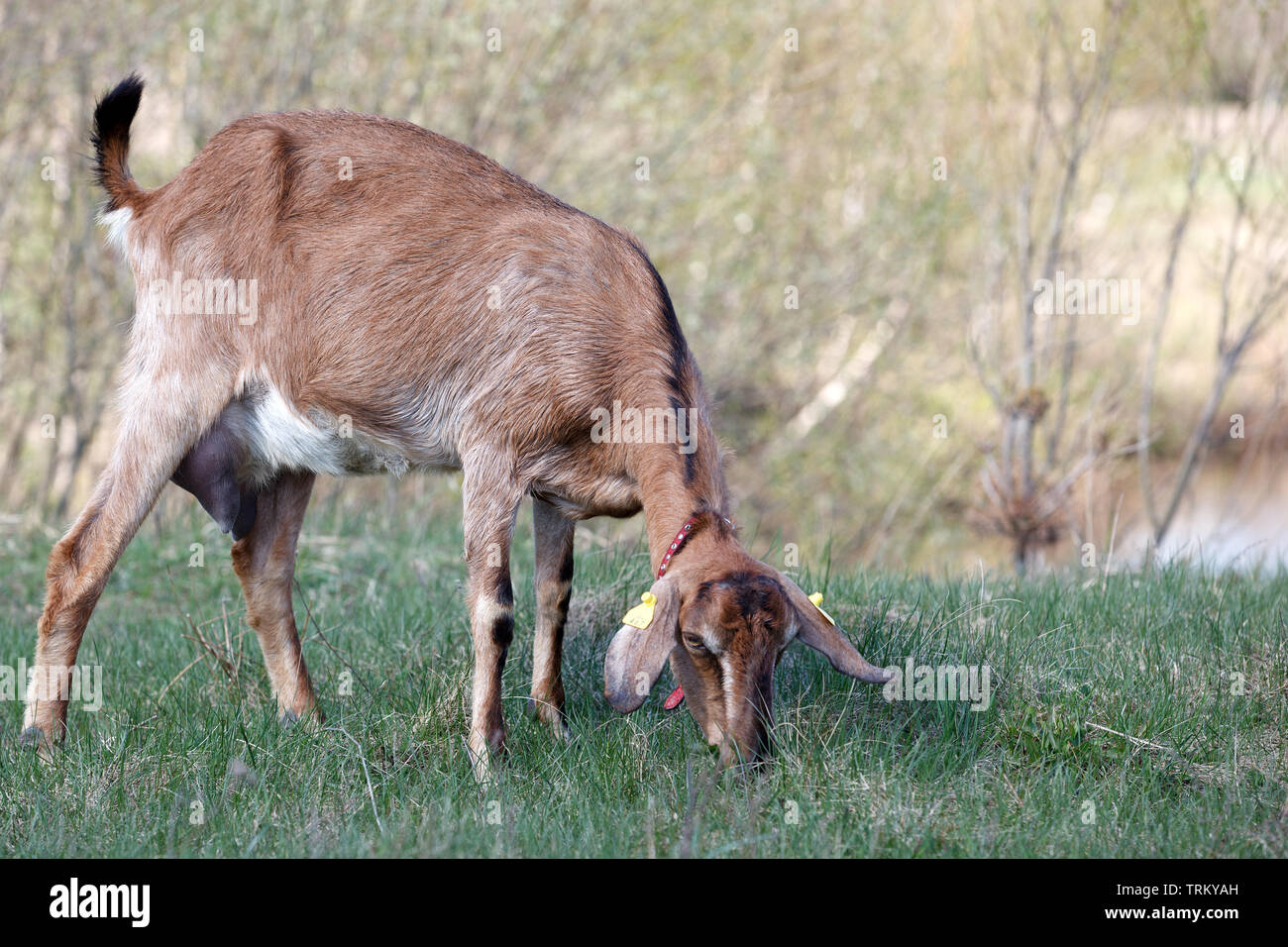 Braun anglo Nubier Ziege weiden auf der Wiese Stockfoto