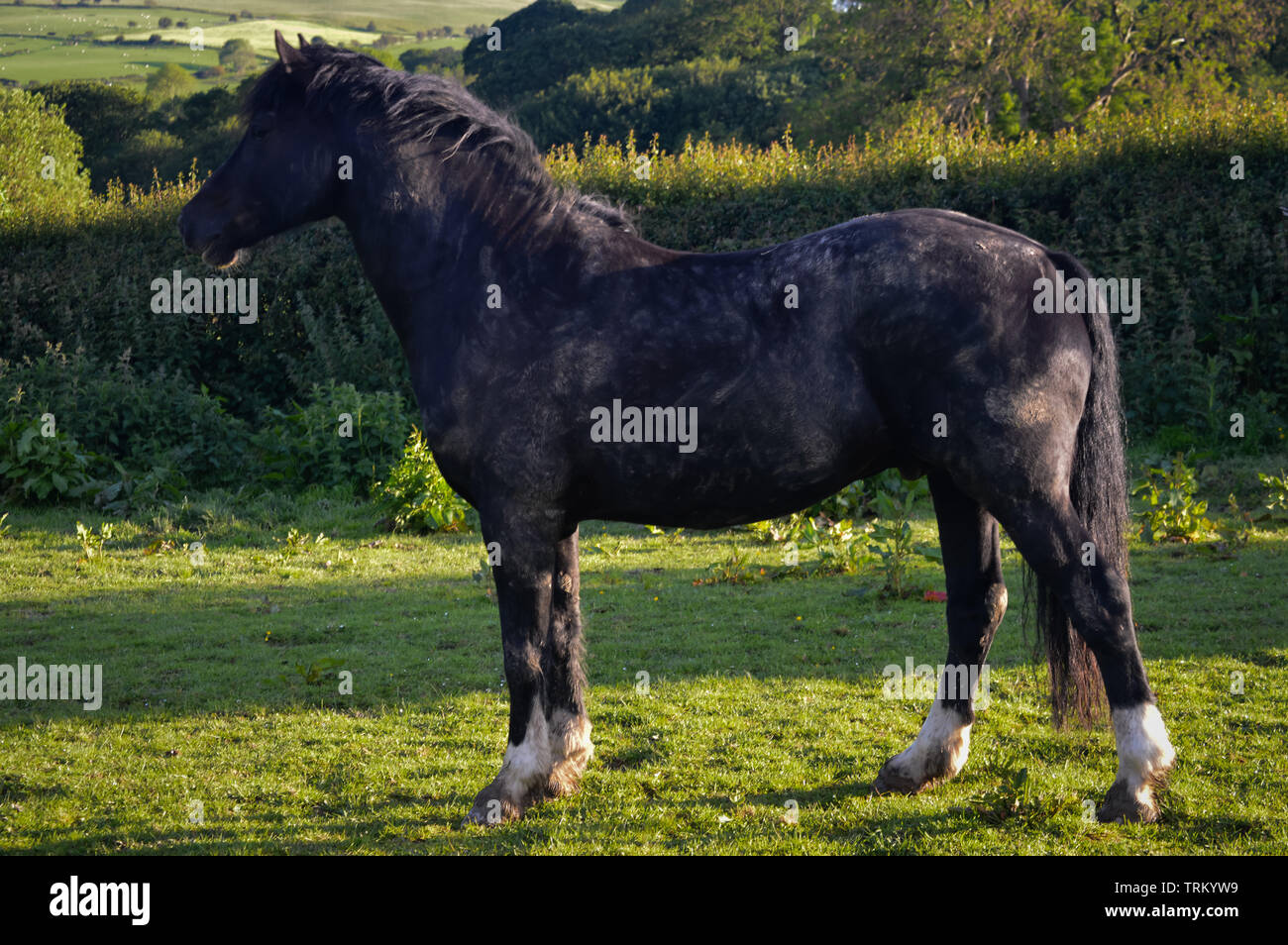 Ein sehr matschig vom Rollen schwarz Welsh Cob Pferd stehend Alert in seinem Feld an etwas in der Ferne suchen Stockfoto