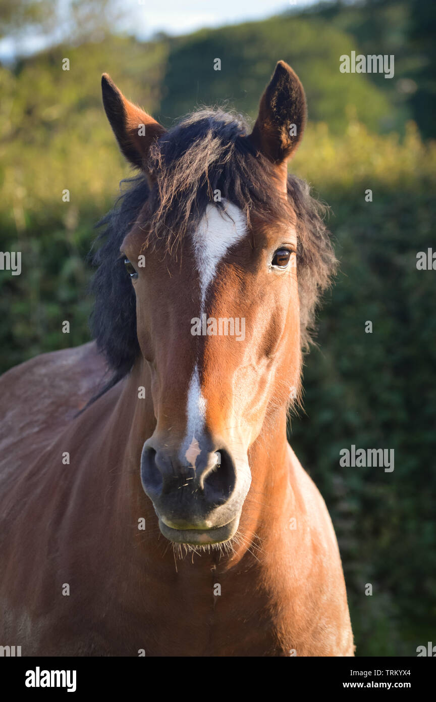 Porträt einer Bucht (braun und schwarz) Welsh Cob Stute Pony auf dem Gebiet im Norden von Wales Stockfoto