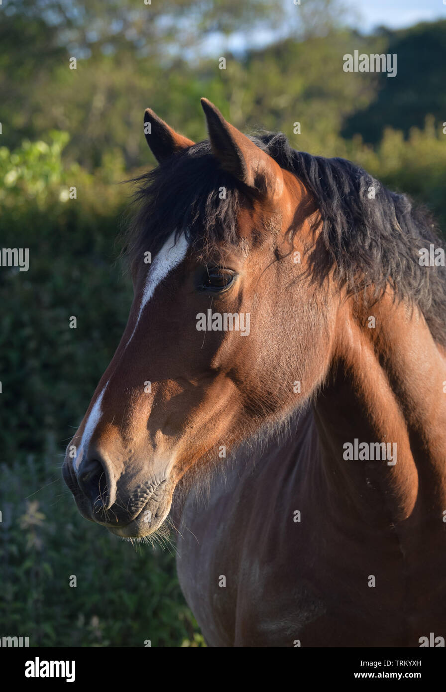 Porträt einer Bucht (braun und schwarz) Welsh Cob Stute Pony auf dem Gebiet im Norden von Wales Stockfoto