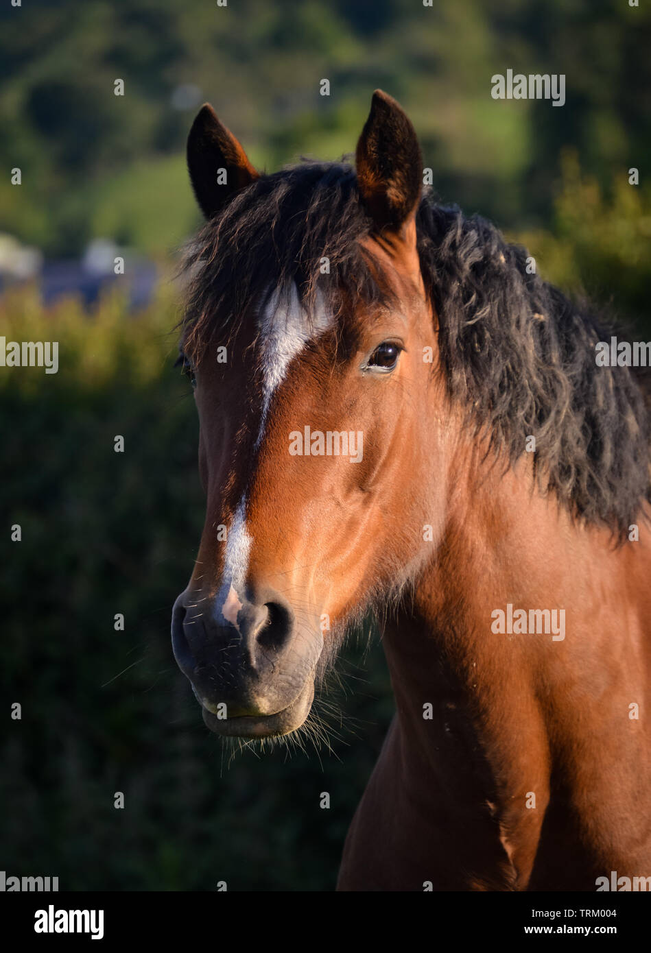 Porträt einer Bucht (braun und schwarz) Welsh Cob Stute Pony auf dem Gebiet im Norden von Wales Stockfoto