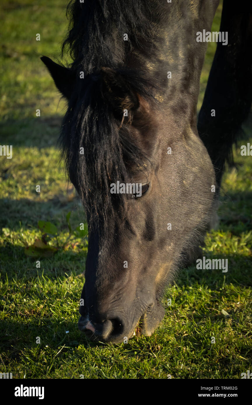 Schwarz Welsh Cob Abschnitt D, geradeaus in die Kamera, kopfschüsse Stockfoto