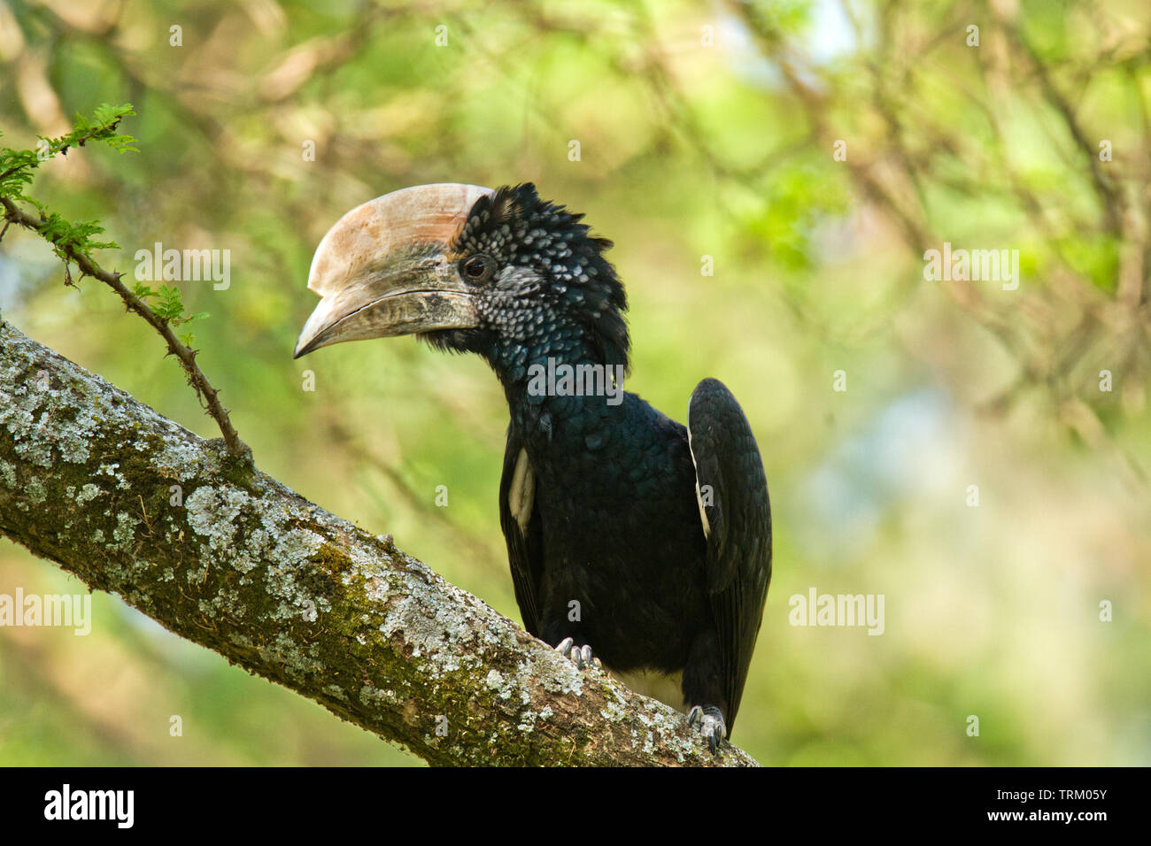 Silbrig ist nashornvogel - Silberwangen-Hornvogel - Bycanistes Brevis Stockfoto