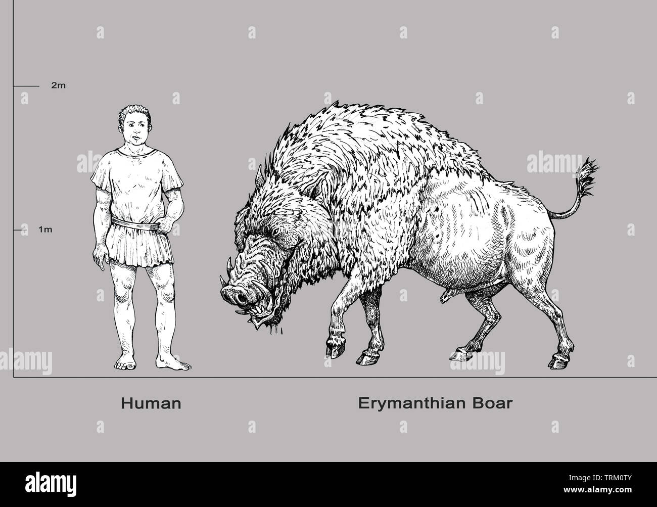 Monster Abbildung. Erymanthian Eber und die menschliche Anatomie Vergleich. Fantasy Zeichnung. Stockfoto
