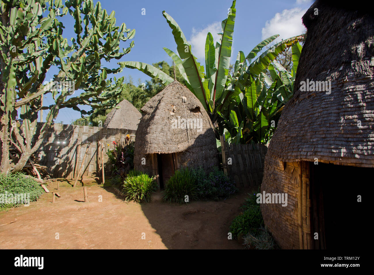 Traditionelle Dorze Bienenstock Hütte umgeben von falschen Banane. Aufgenommen In Chencha, Omo-Tal, Äthiopien Stockfoto