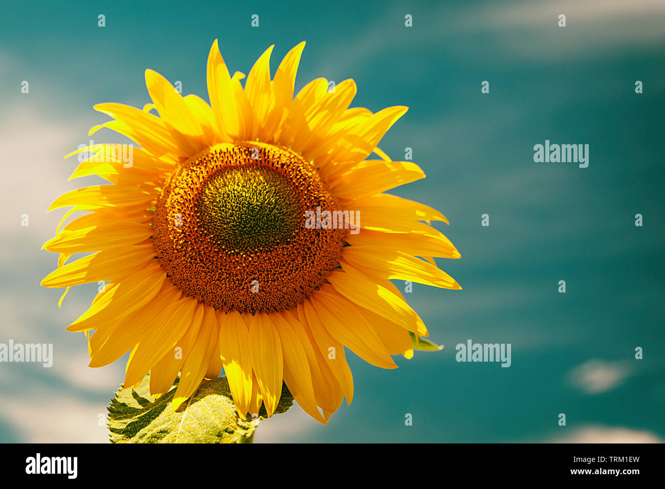 Helianthus anuus sommer -Fotos und -Bildmaterial in hoher Auflösung – Alamy