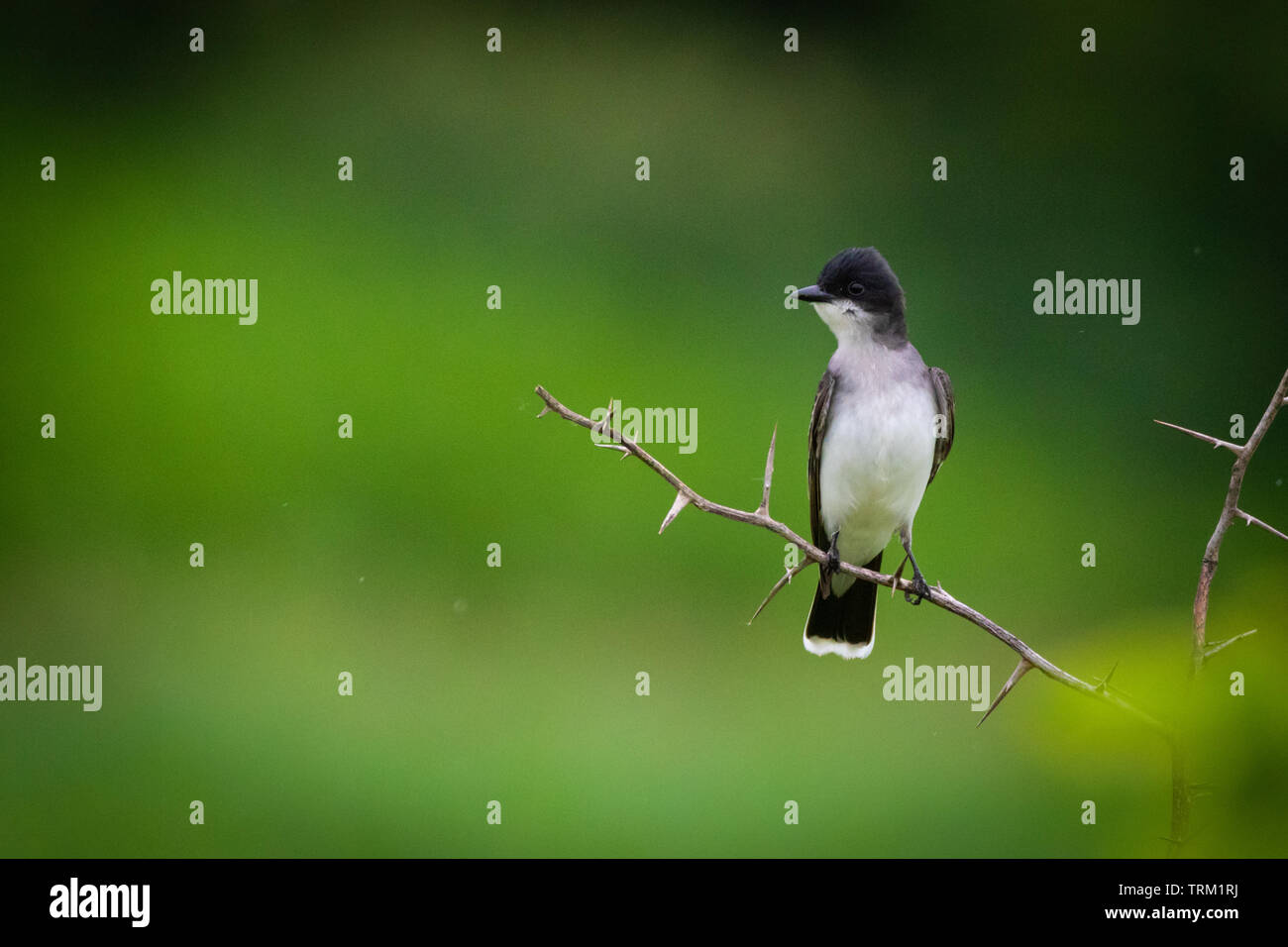 Ein östlicher Königsvogel auf einem Heuschreckenzweig Stockfoto