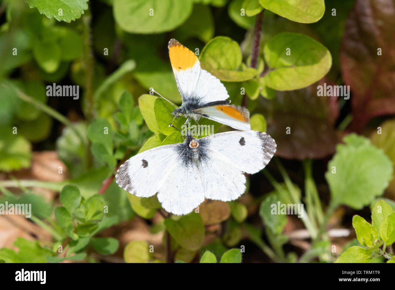 Orange Tip Schmetterlinge - Anthocharis cardamines - umwerbung der Paarung - Großbritannien Stockfoto