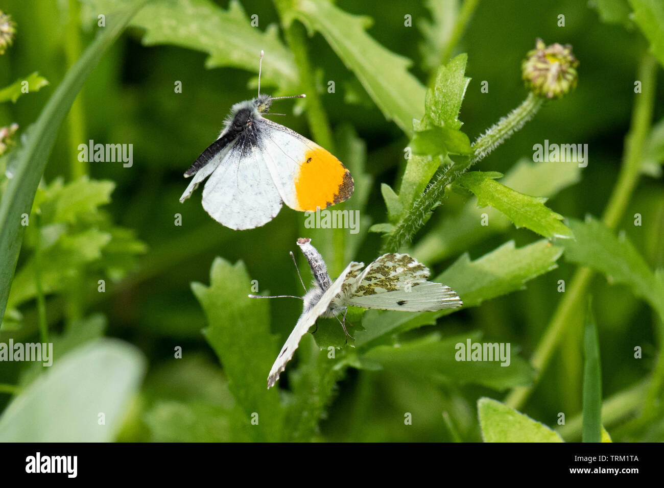 Orange Tip Schmetterlinge - Anthocharis cardamines - umwerbung der Paarung - Großbritannien Stockfoto