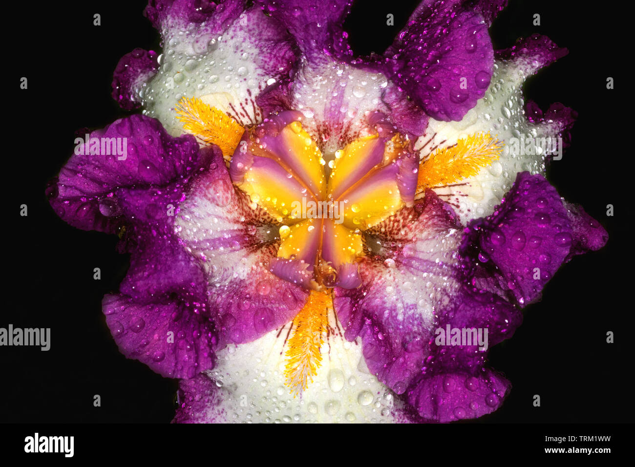 Einige Papaya-früchten und Iris Blumen aus meinem Garten Stockfoto